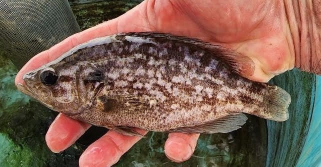 Sacramento Perch Broodstock