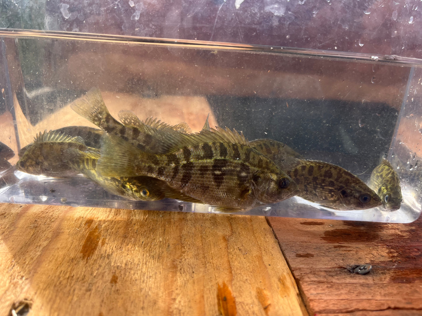 Sacramento Perch Feed Trained Advanced Fingerlings