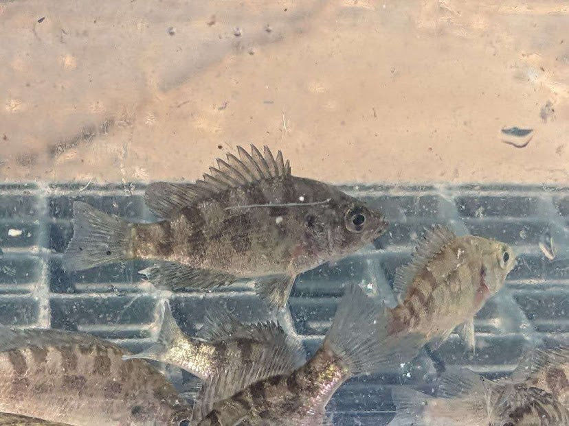 Sacramento Perch Feed Trained Fingerlings