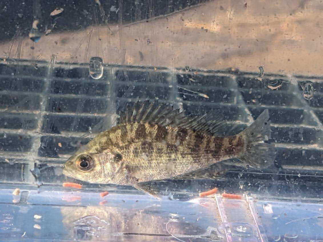 Sacramento Perch Fingerlings