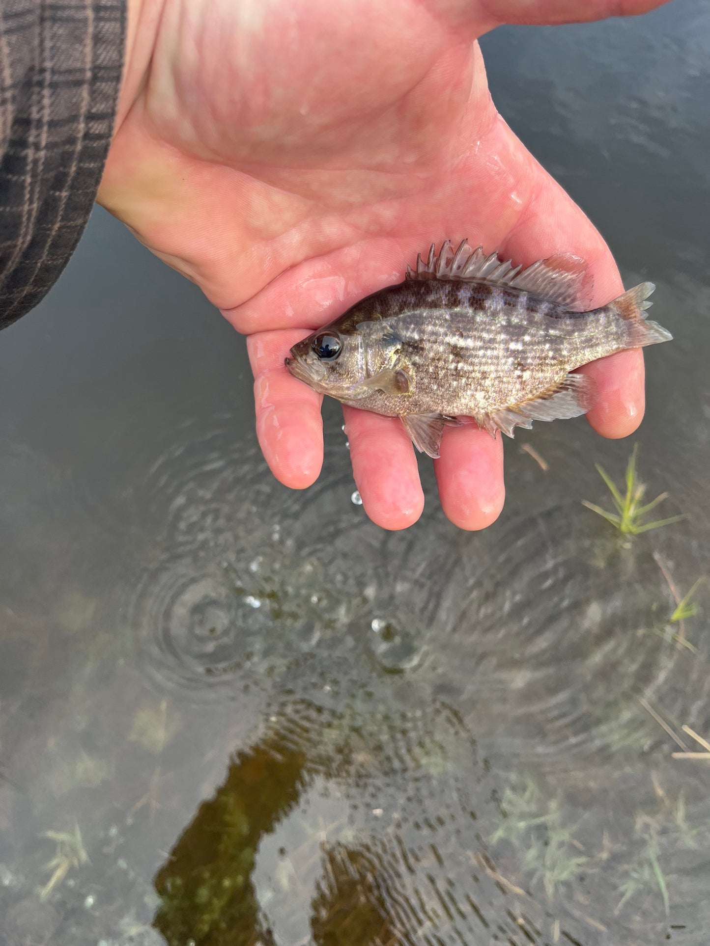 Sacramento Perch Subcatchable