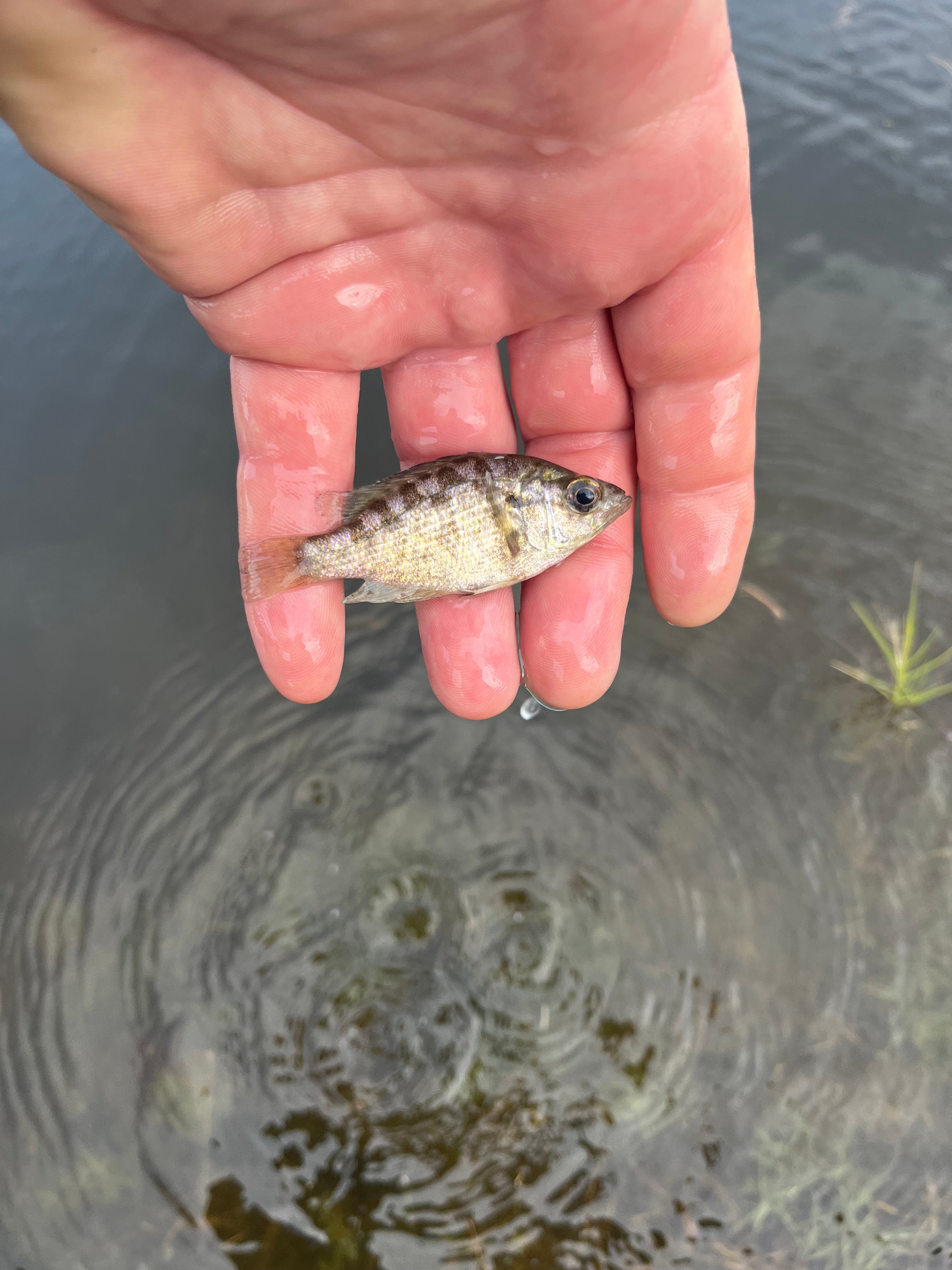 Sacramento Perch Advanced Fingerlings – M4 AQUATICS